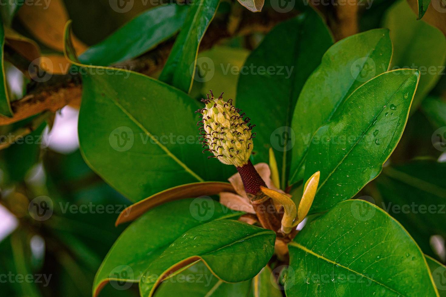 white magnolia against the backdrop of green leaves on a tree on a warm rainy day photo