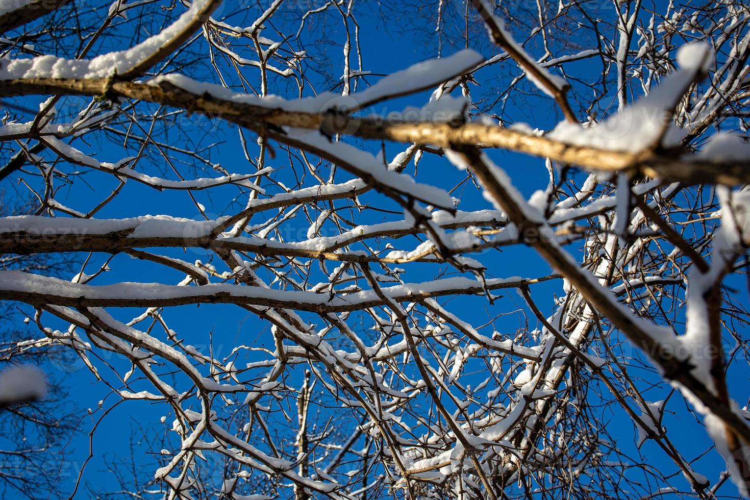 winter background with thin snow-covered tree branches close-up photo