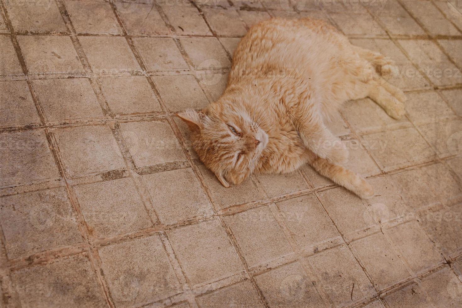 jengibre gato descansando en el hormigón pavimento en un calentar tarde foto