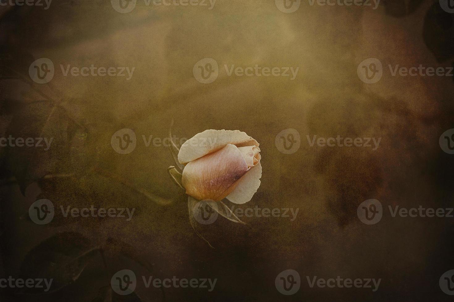 delicate spring flower rose close-up in a sunny garden photo