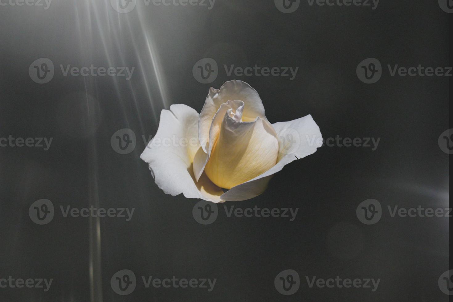 delicate white rose in the garden against a dark background in the rays of the sun photo