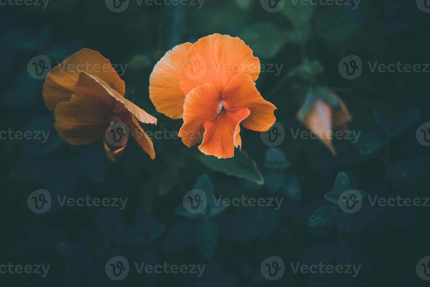 naranja pensamiento en un verano jardín en contra un antecedentes de verde hojas foto