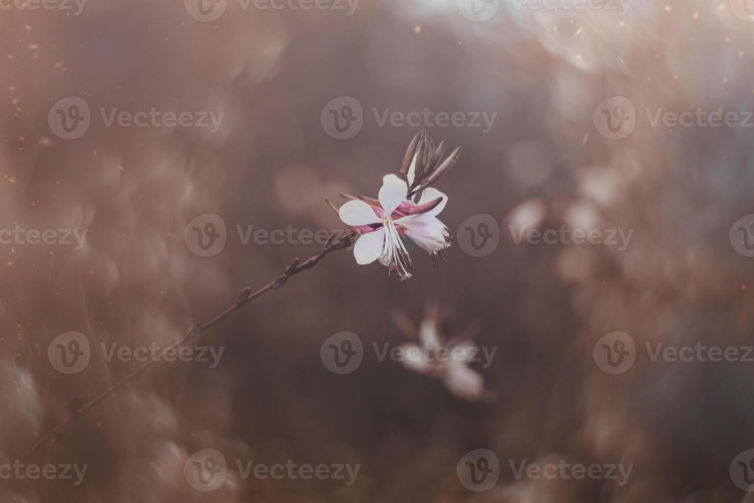 little delicate autumn flowers in the garden on a background with bokeh photo