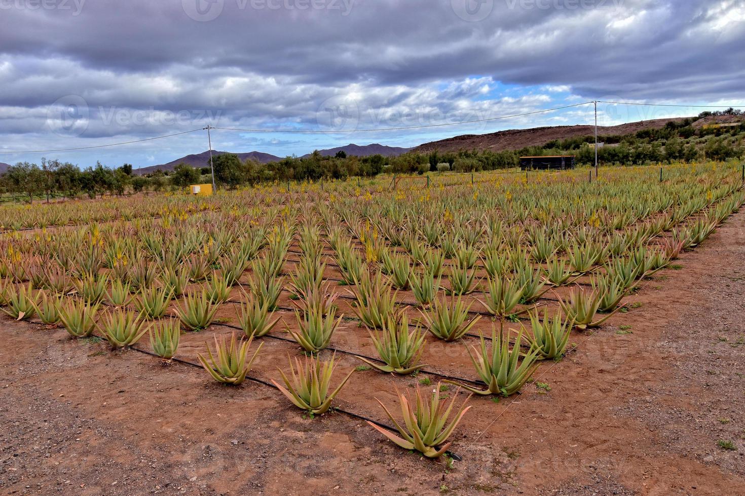 natural grande áloe creciente en un granja en el canario isla fuetaventra en España en un natural habitat foto