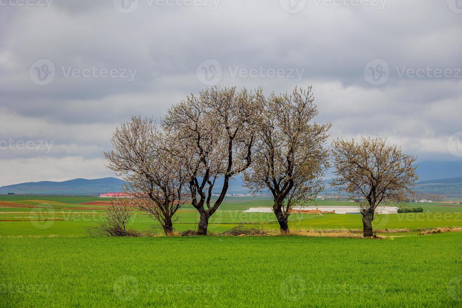 primavera paisaje desde Aragón en España con Tres floración arboles en un nublado día foto