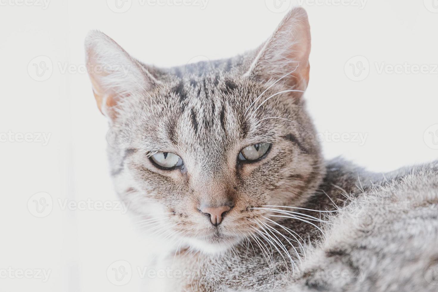 tired gray tabby cat in close-up photo