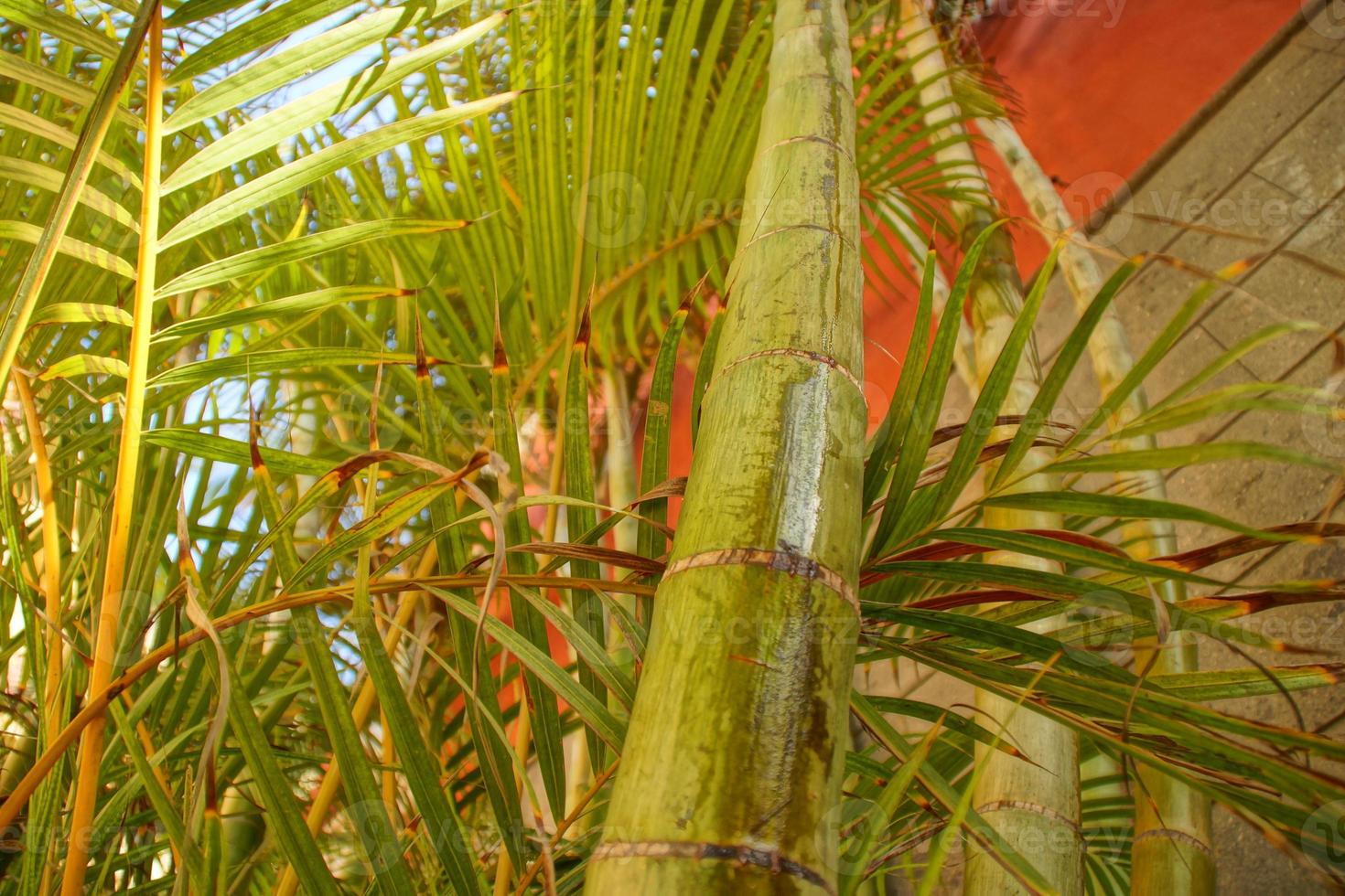 green background with palm leaves in close-up in a natural environment lit by tropical sun photo