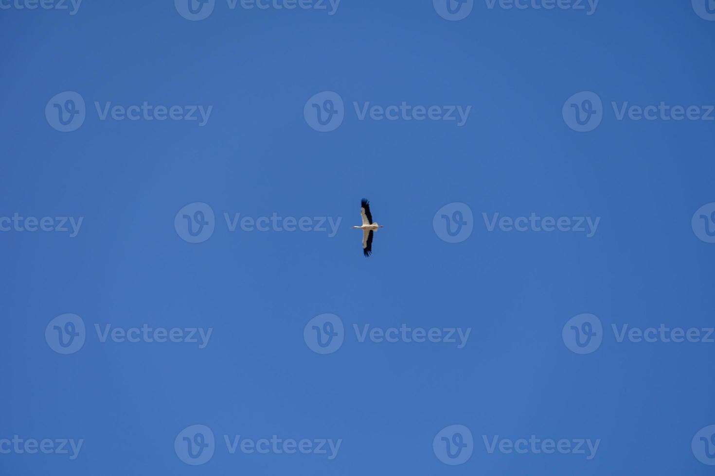 stork bird in flight against a blue cloudless sky background photo