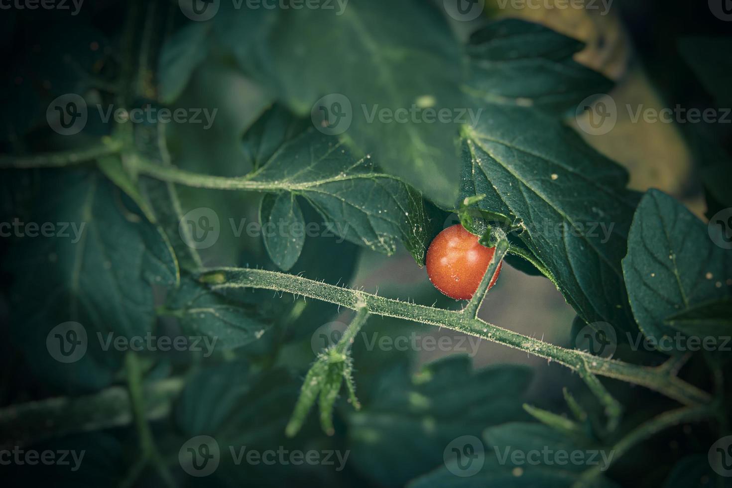 small green and red organic cherry tomatoes on a bush in the garden photo