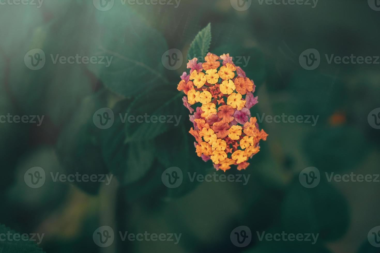 little gentle in the garden on the background of green leaves close-up photo