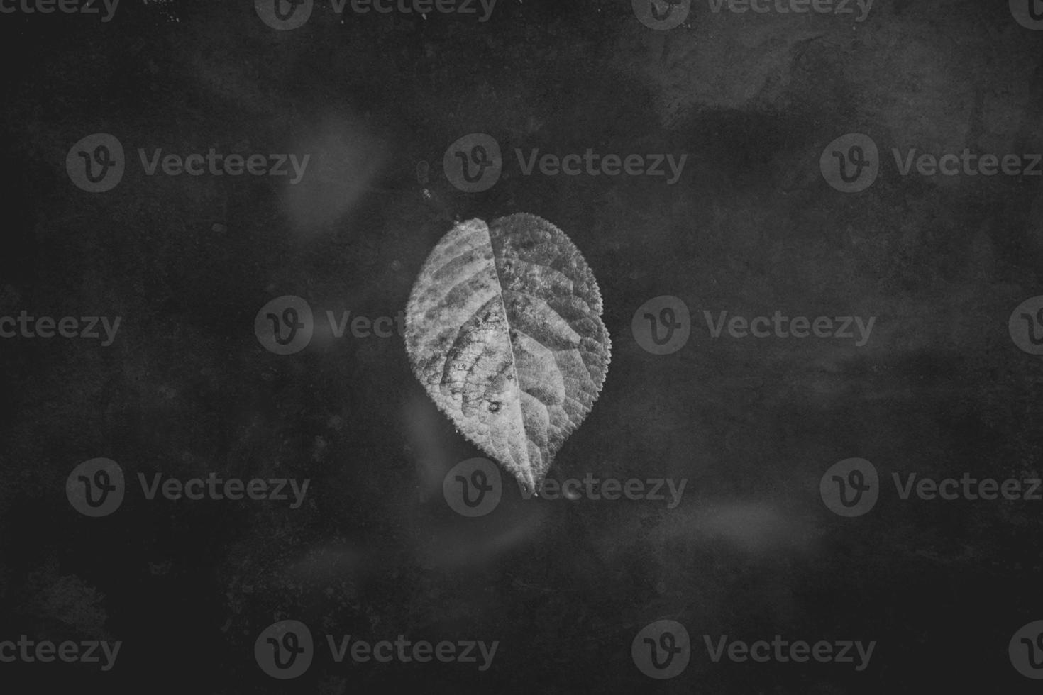 lonely single delicate autumn leaf on a natural background photo