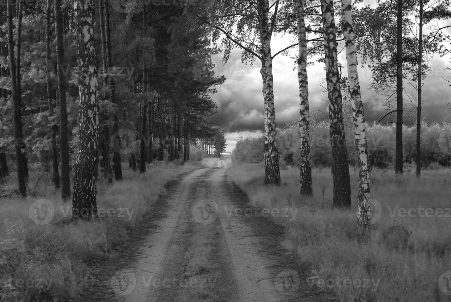 spring country road through a green forest photo