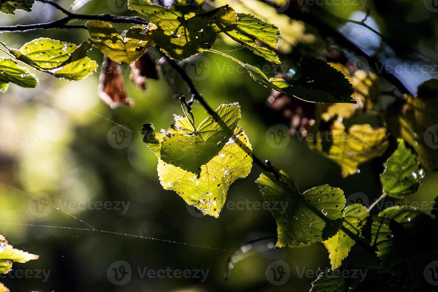 autumn leaves on a tree branch lit by warm gentle autumn sun photo