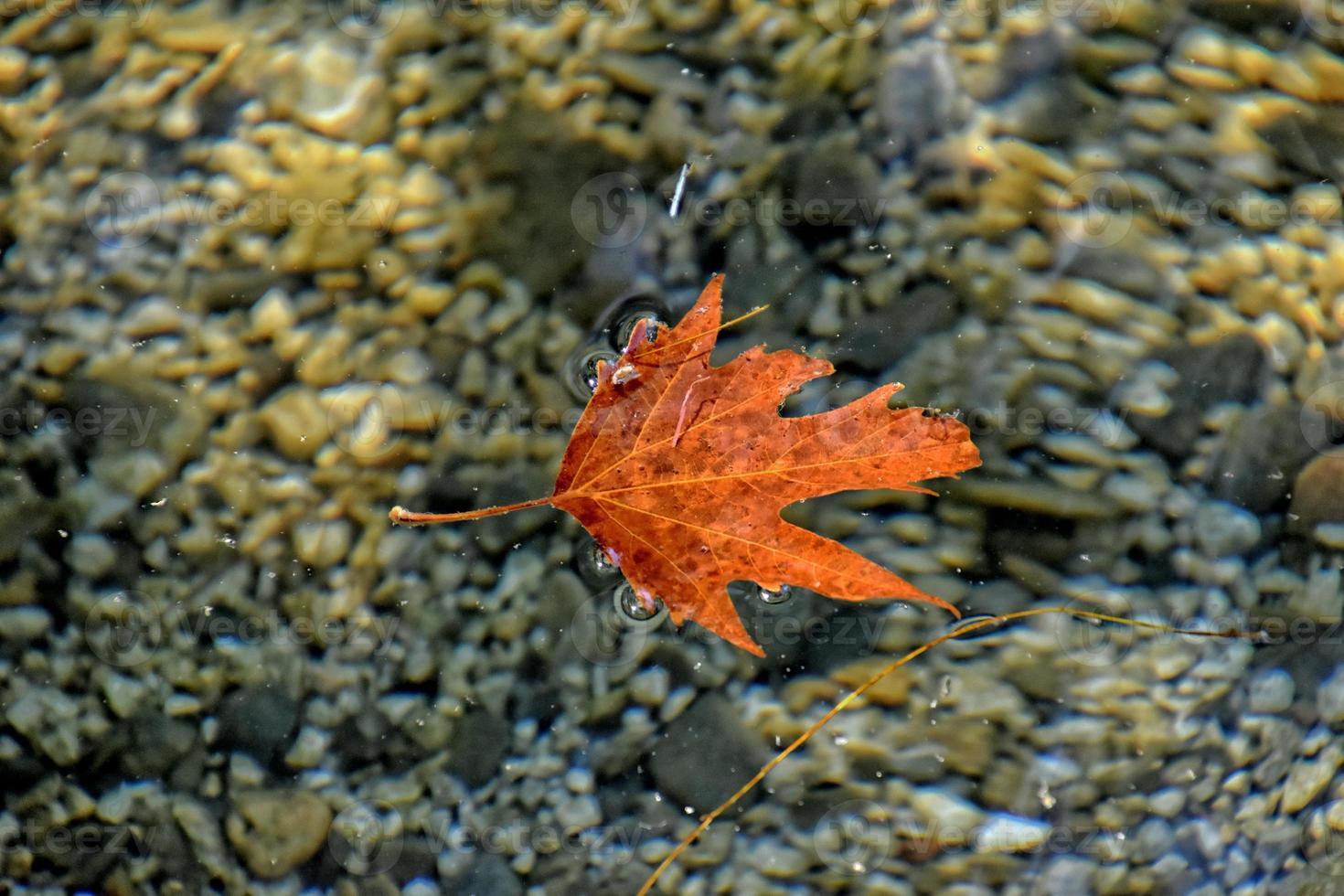 autumn colored leaf lying on clean cold water photo