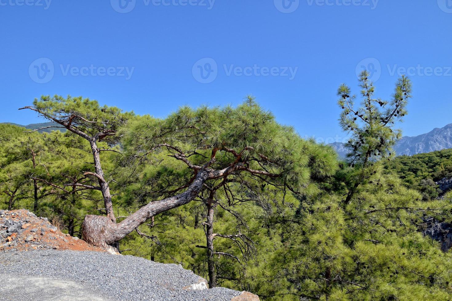 beautiful view of the Turkish mountains covered with green forest on a summer day, photo