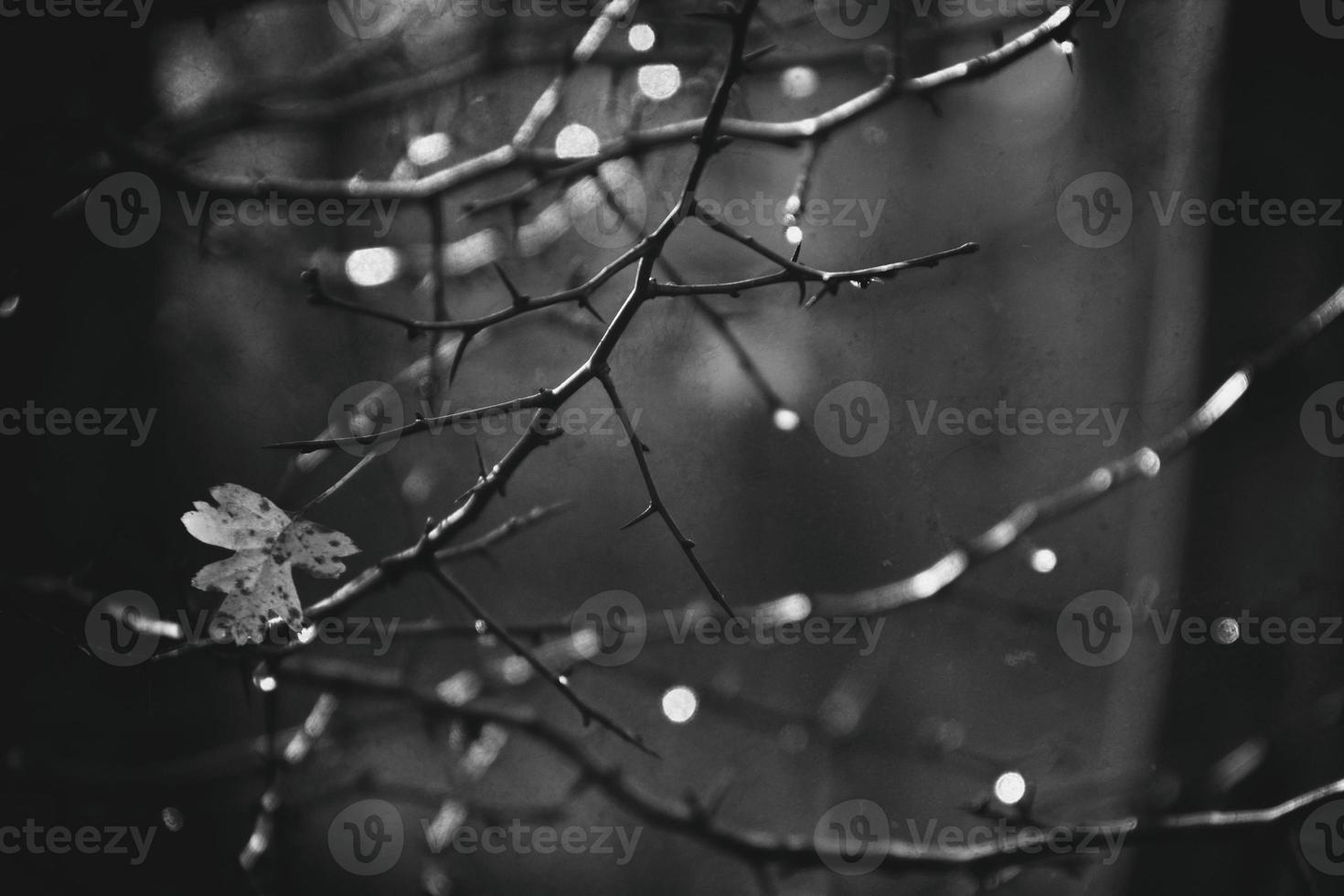 autumn branches of a tree dressed in leaves and raindrops shining in the sun photo