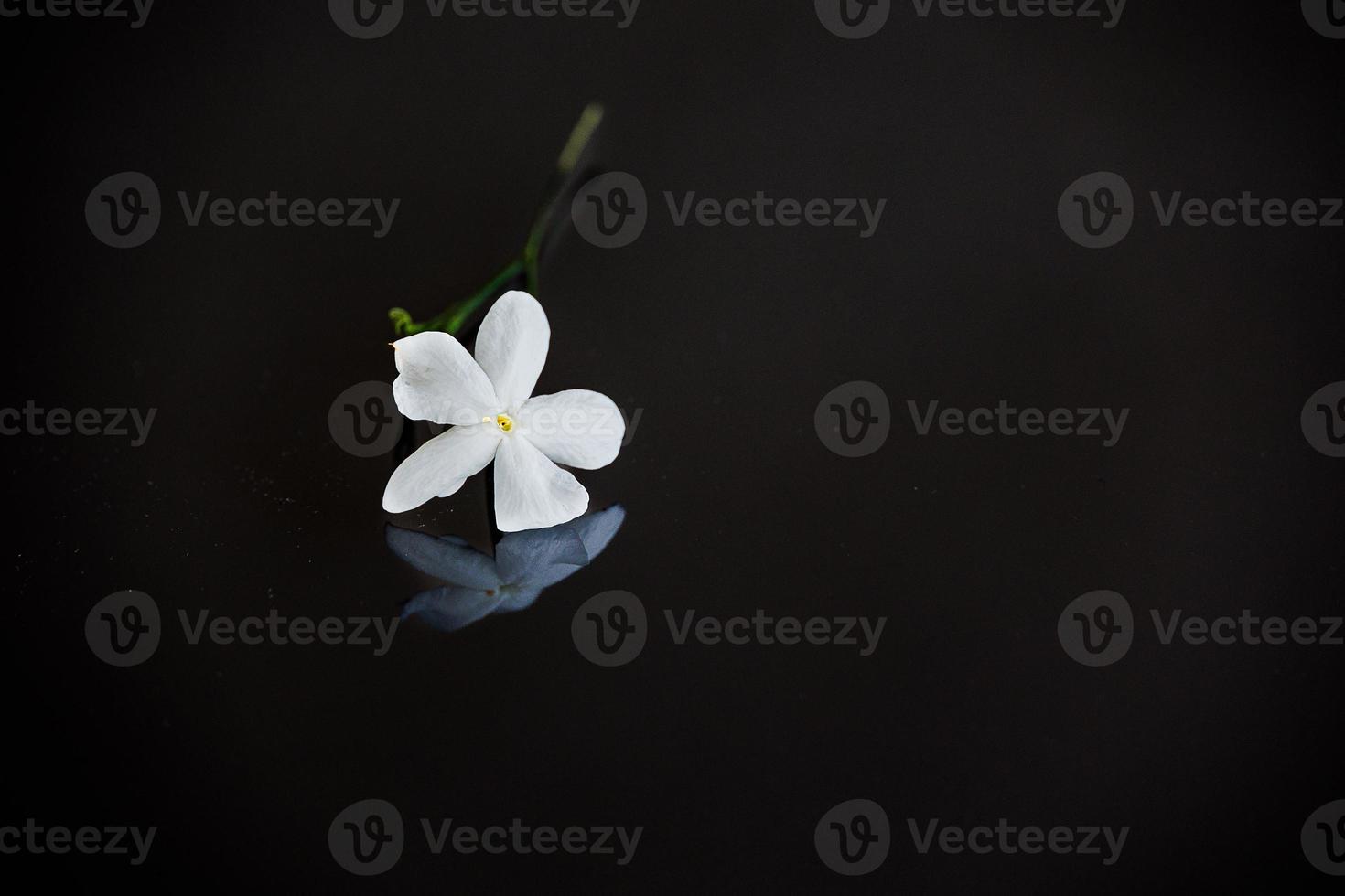 close-up beautiful small delicate single jasmine flower for background photo