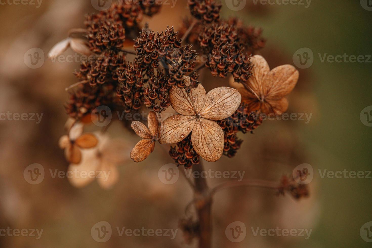 brown withered ornamental flowers in the garden on a cool autumn day photo