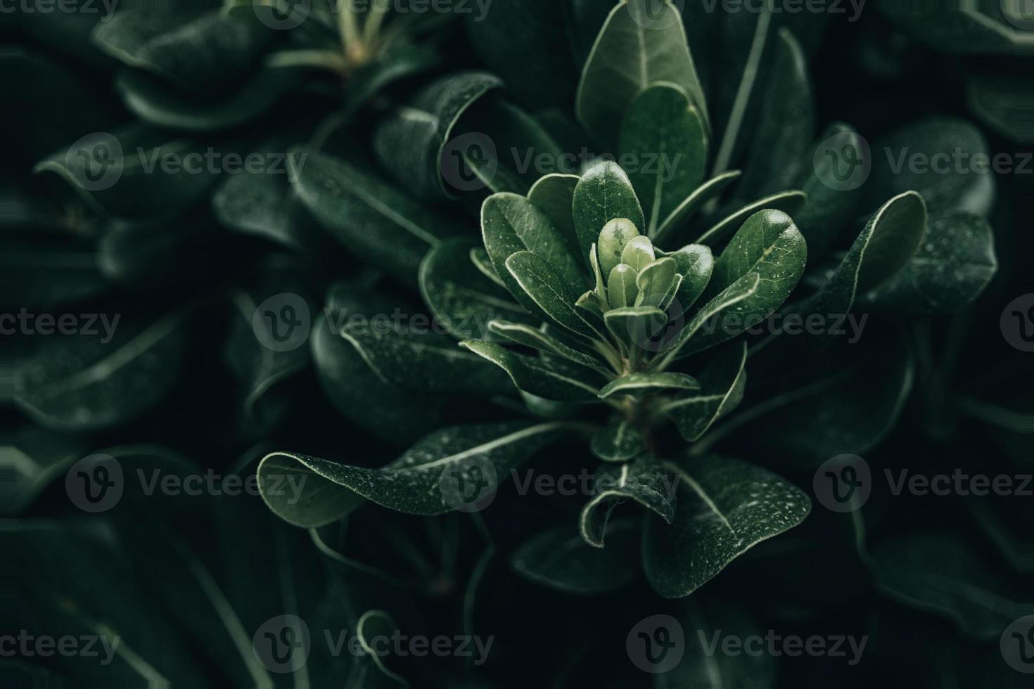 green leaves with sun rays close-up against a garden background photo
