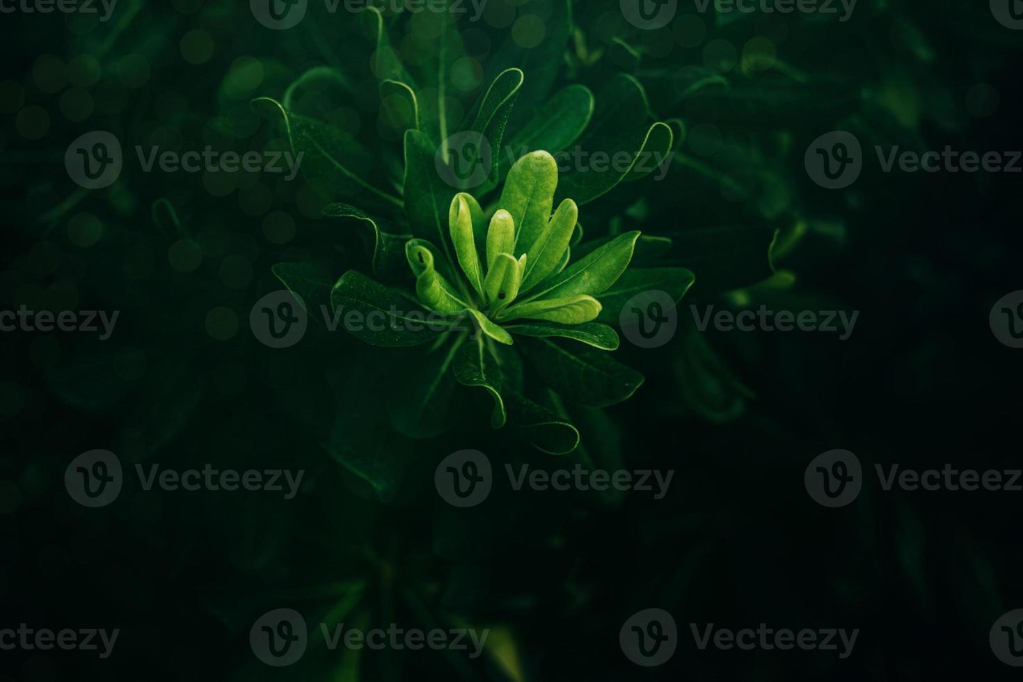 green leaves with sun rays close-up against a garden background photo