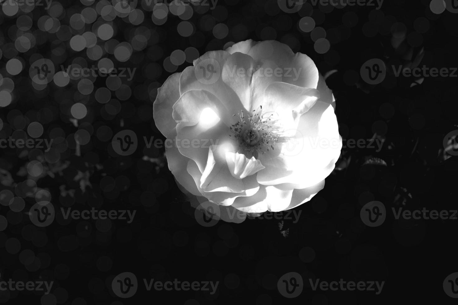 white rose in warm autumn sun in closeup and bokeh photo