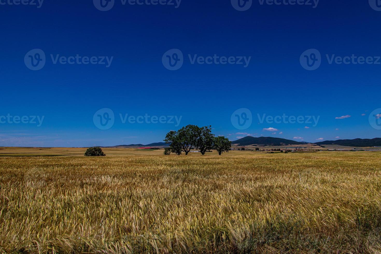 beautiful natural agricultural background wheat in the field warm summer before harvest landscape photo