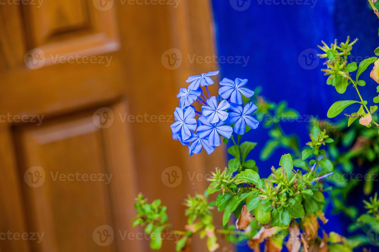 blooming colorful plants from the historic district of Alicante Spain in close-up on a summer day, photo