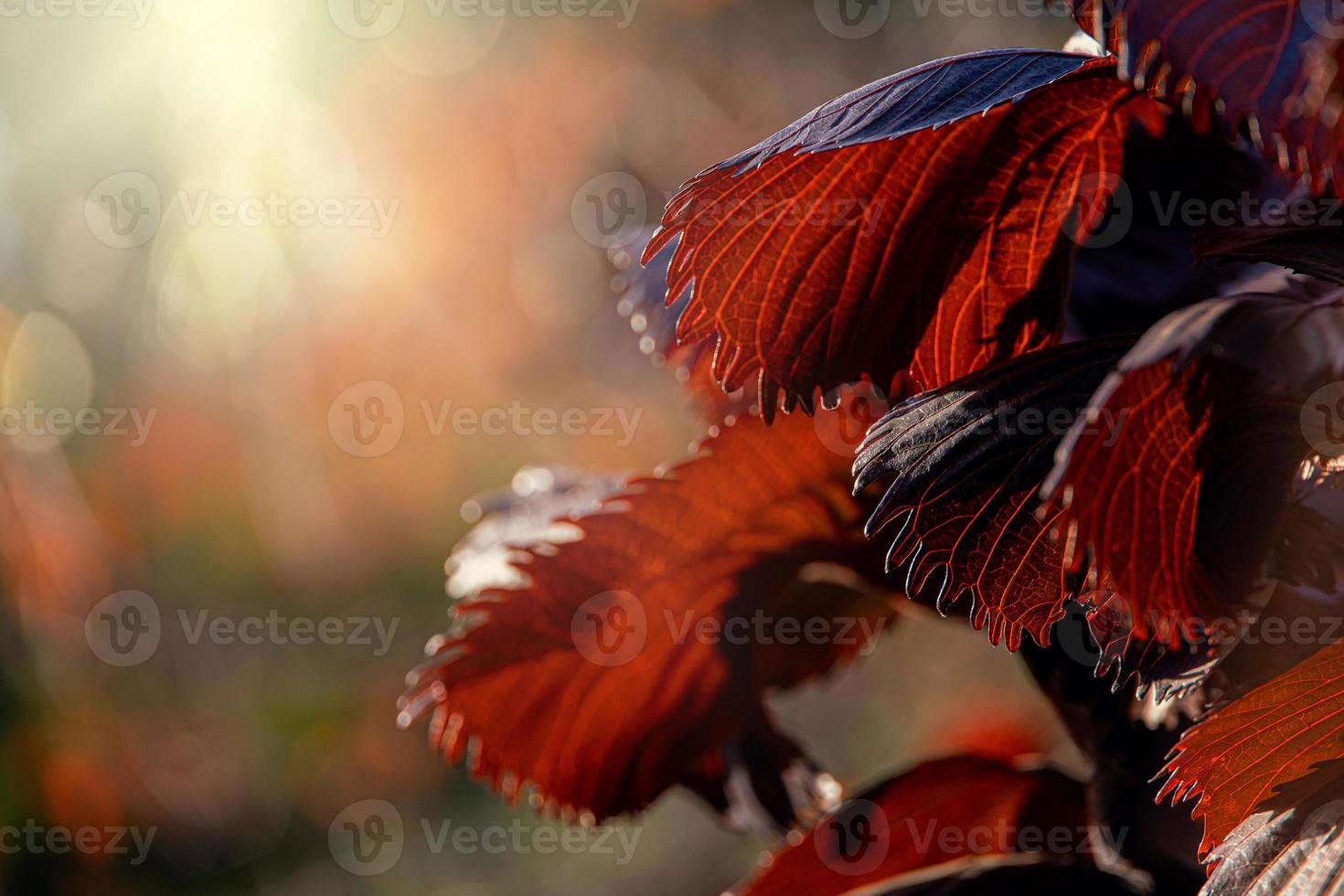original bush with purple leaves in the warm rays of the summer sun photo
