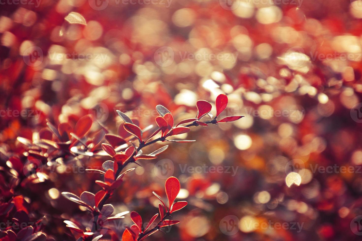 otoño rojo arbusto bérbero en el rayos de el Mañana sol, foto