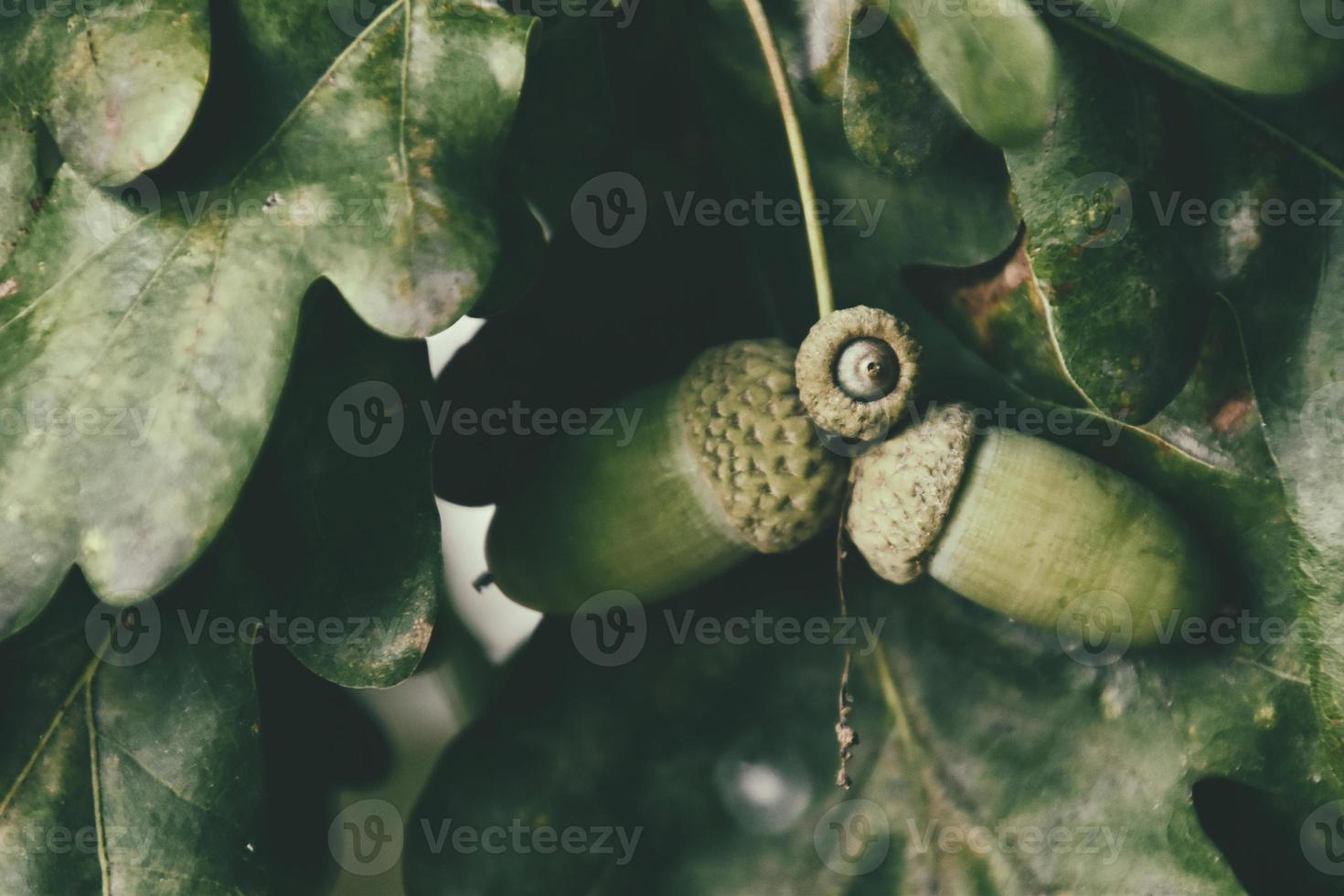 green autumn acorns on the branch of an oak among the leaves photo