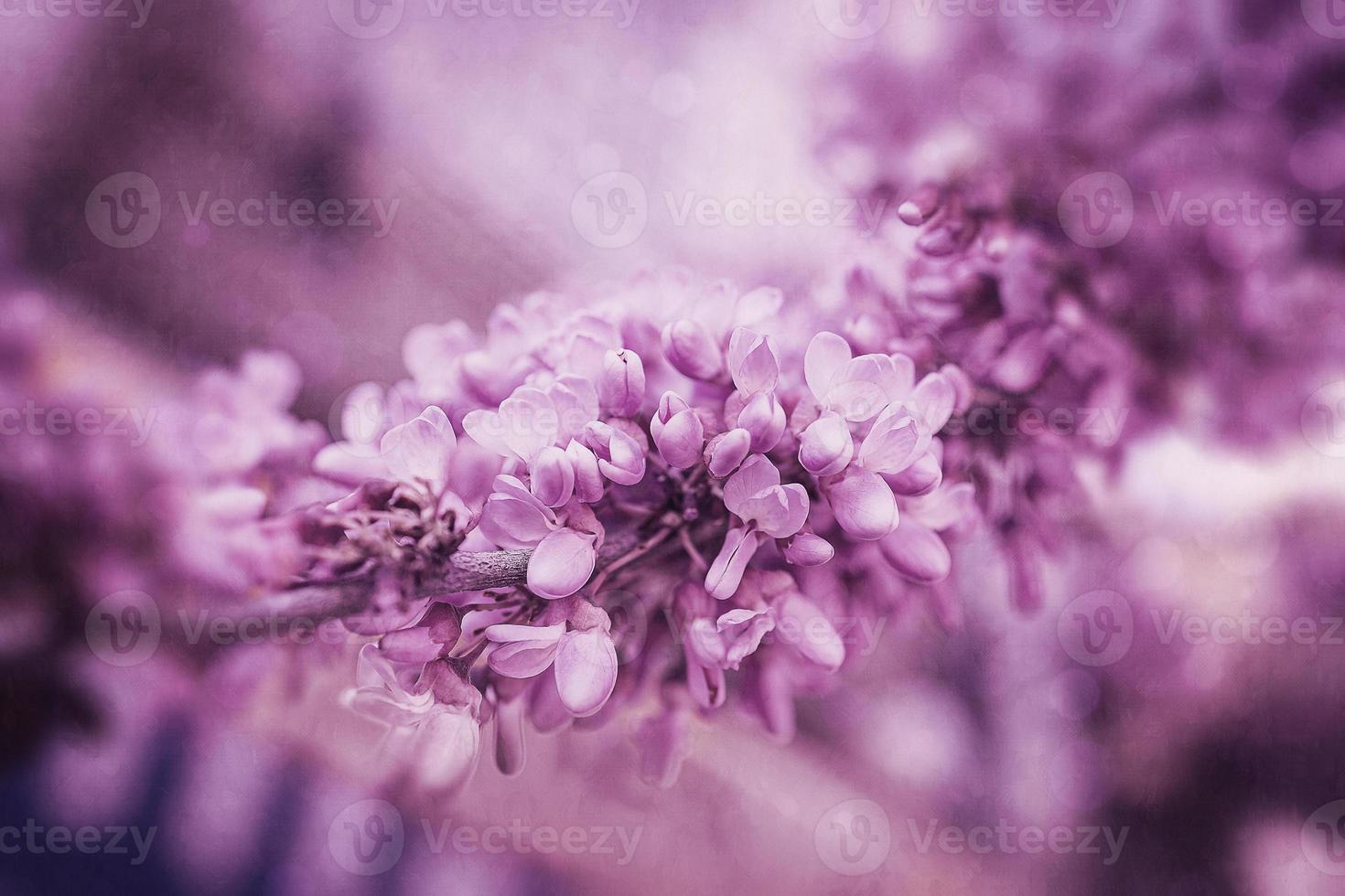 beautiful violet blooming Jacaranda tree on a warm spring day in Spain photo