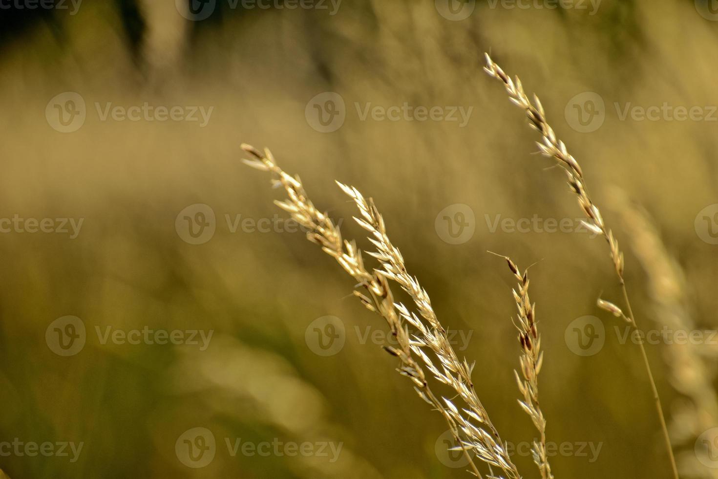 golden summer wild grass in the eternal warm gentle sun photo