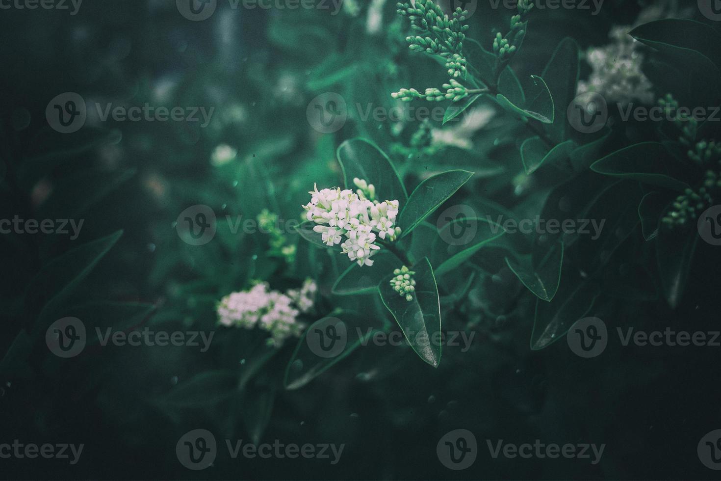 l white flower of a bush close-up against a background of green leaves in sunshine spring day in the park photo