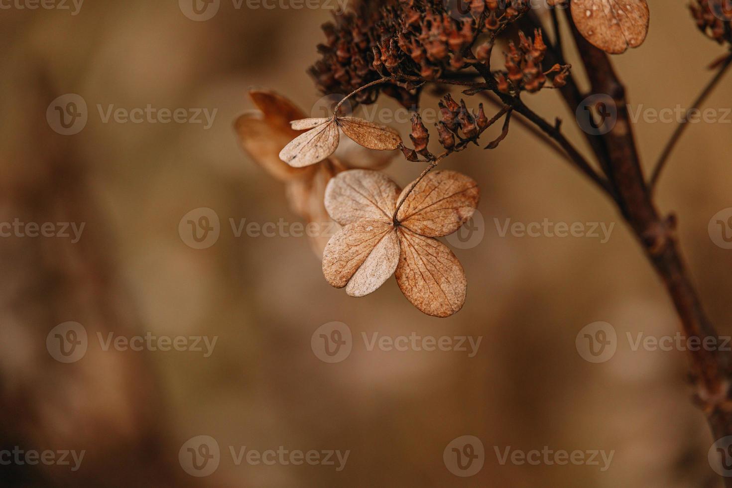 brown withered ornamental flowers in the garden on a cool autumn day photo