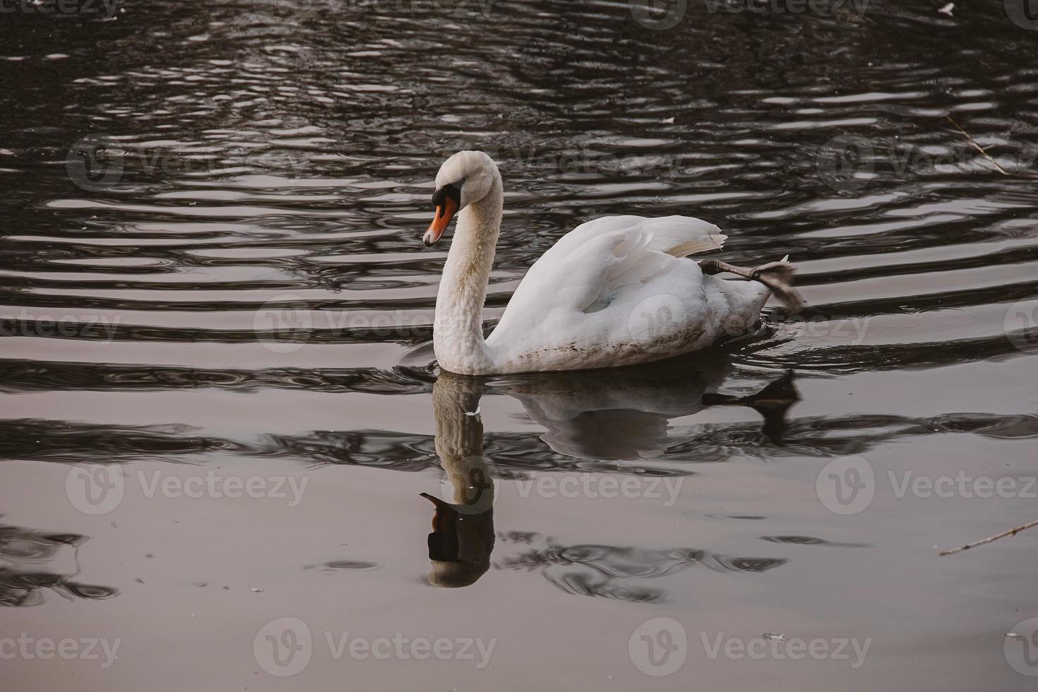 white swan bird floating on dark water photo