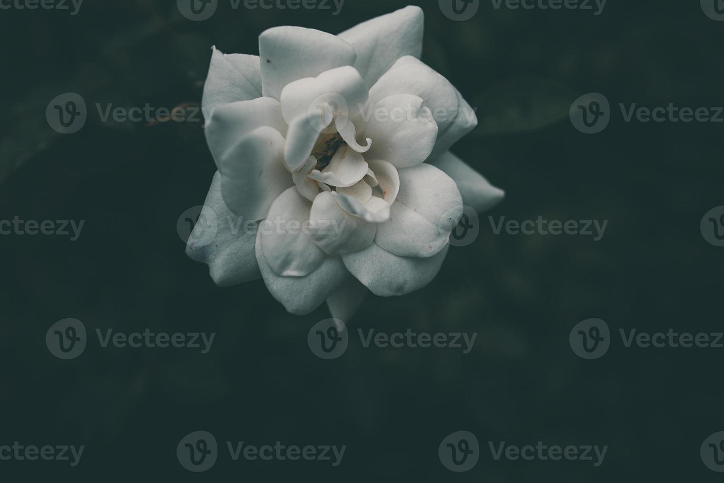 white little rose on the bush in the garden photo