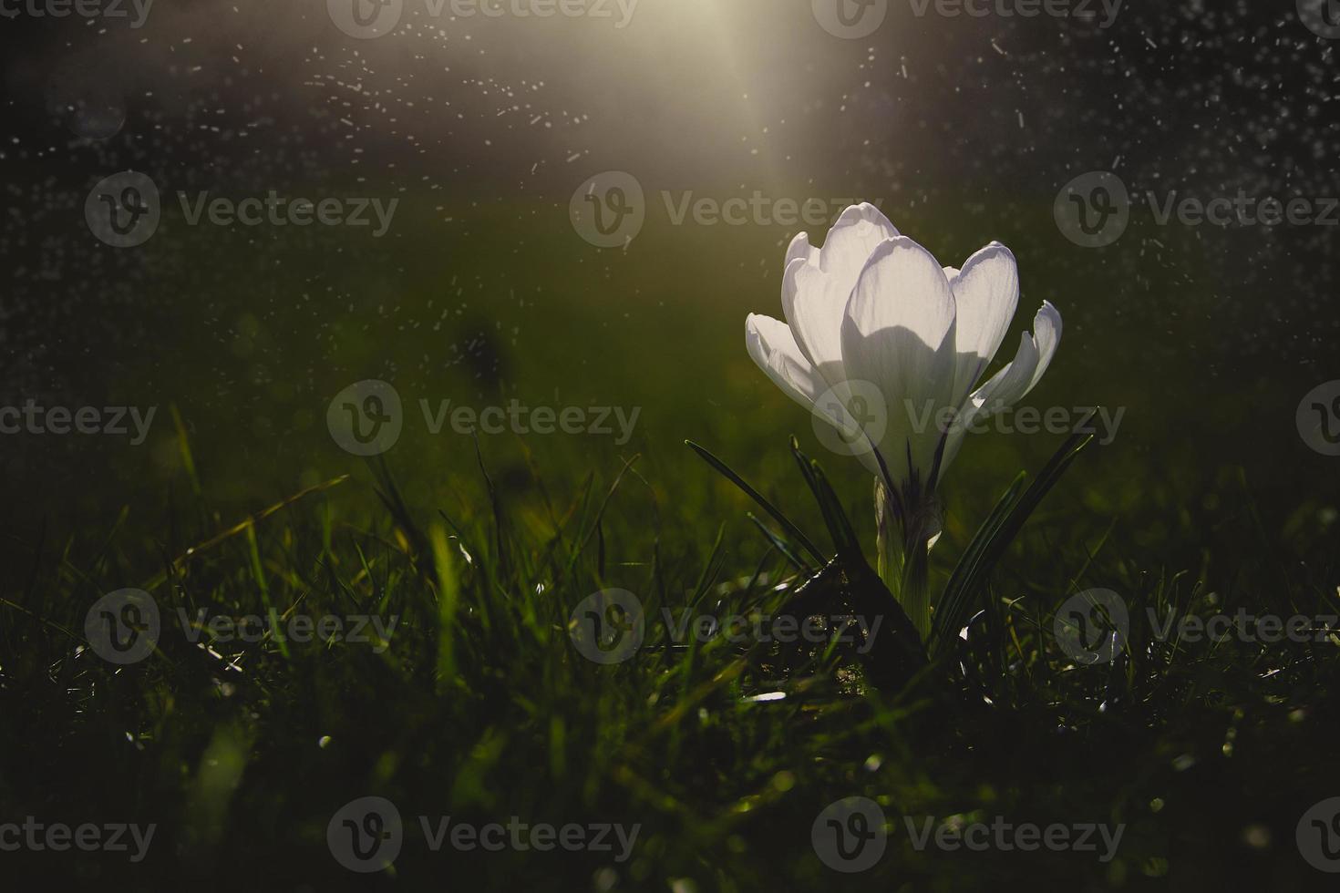 spring flowers crocuses in the garden in the warm rays of the afternoon sun photo