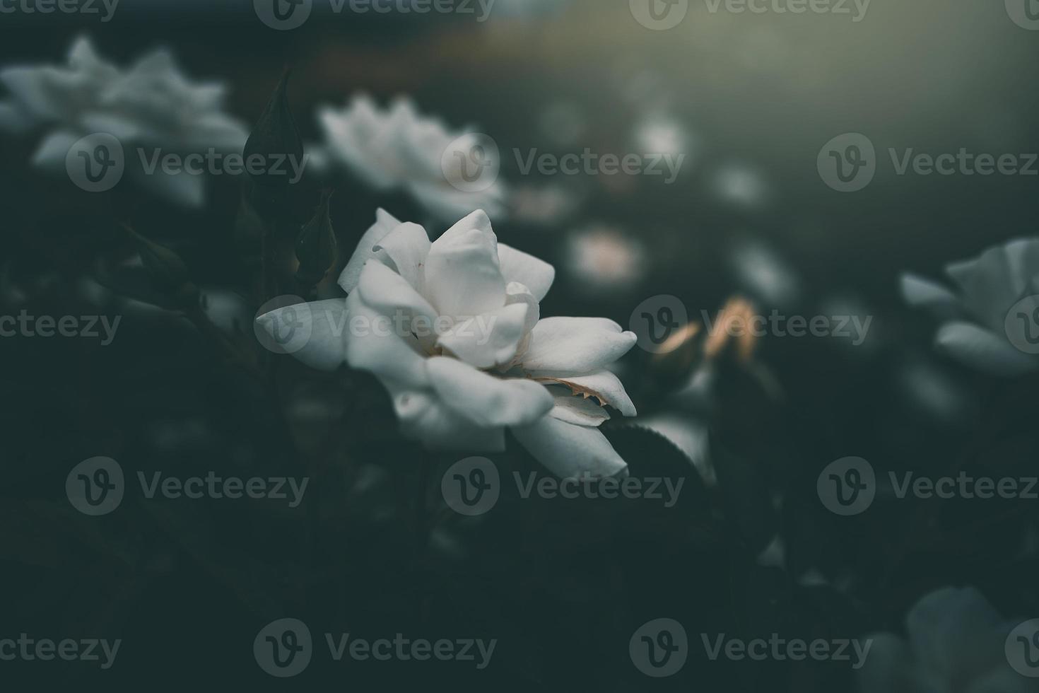 white little rose on the bush in the garden photo