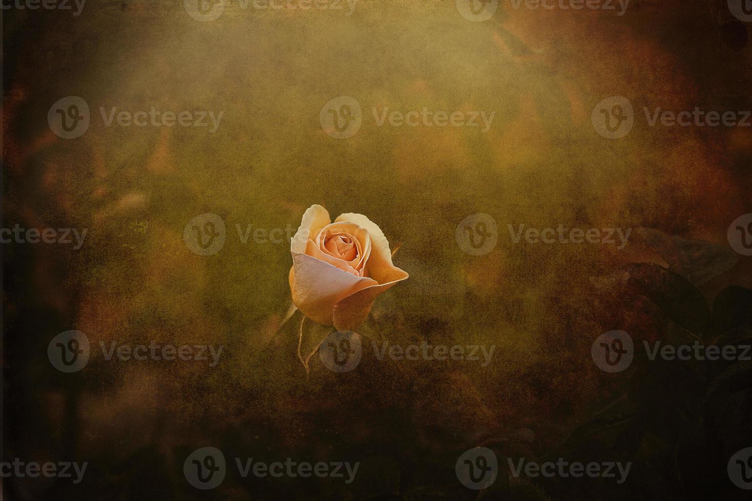 delicate spring flower rose close-up in a sunny garden photo