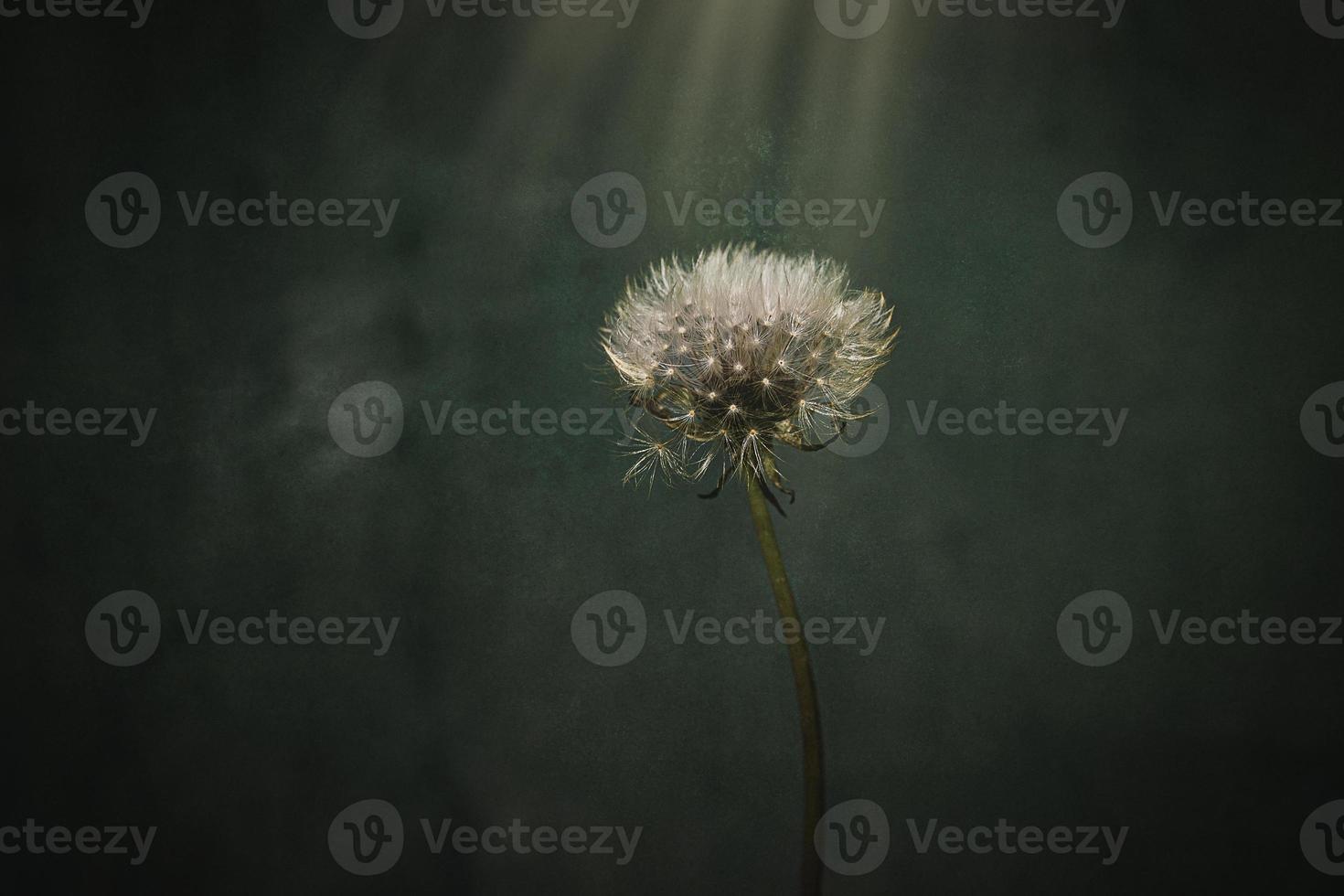 white dandelion in the meadow over green background photo