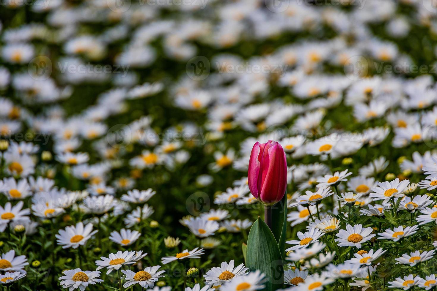 tulip on a background of white daisies in a park garden on a spring day photo