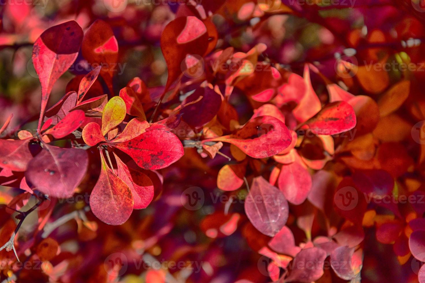 Red autumn leaves on a small tree photo