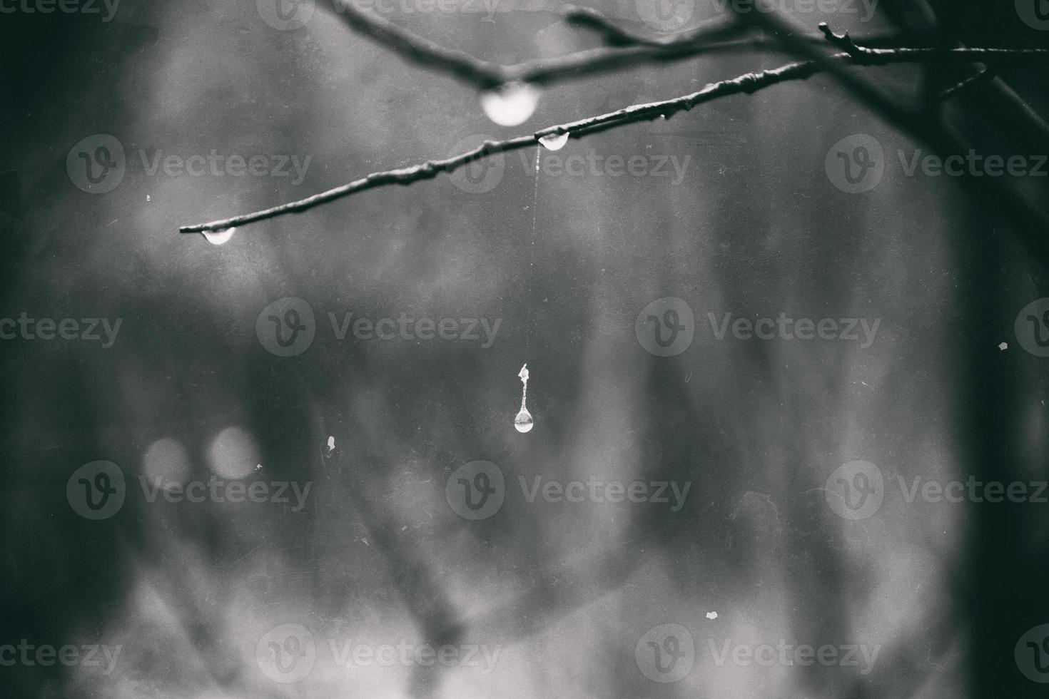 autumn plants with drops of water after the November freezing rain photo