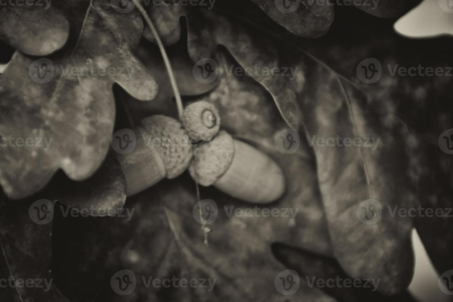 green autumn acorns on the branch of an oak among the leaves photo