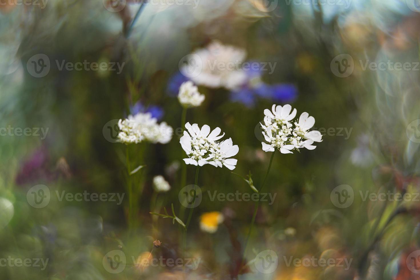 flores silvestres en un prado de cerca en Europa en un calentar verano día foto