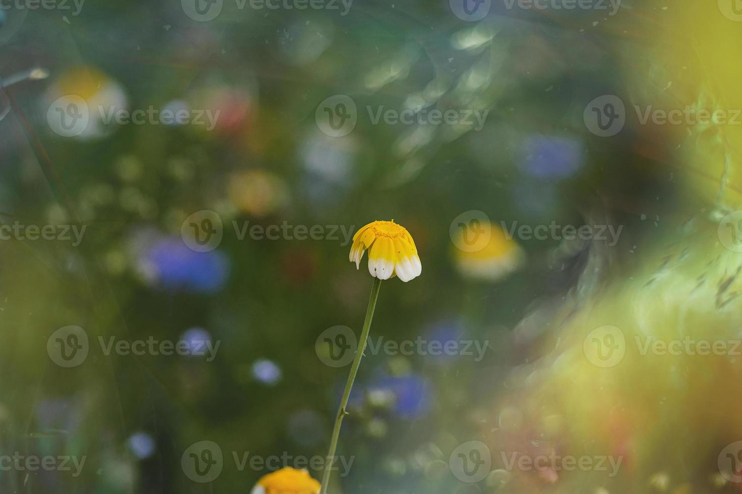 wildflowers in a meadow close-up in europe on a warm summer day photo