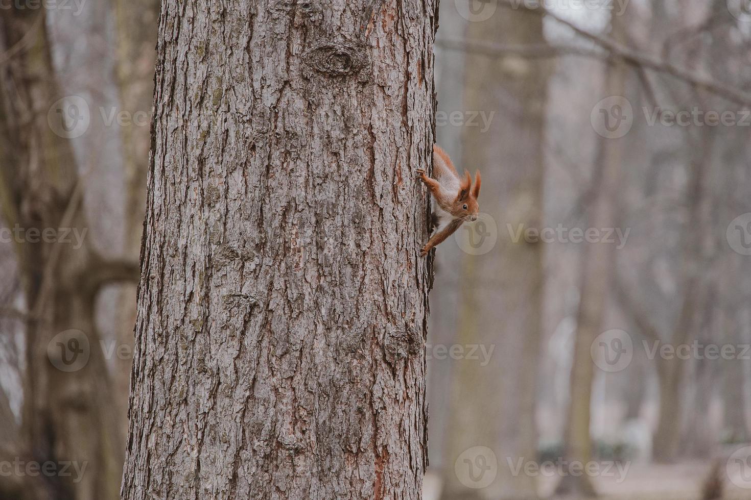 little red squirrel in autumn winter park in Poland photo