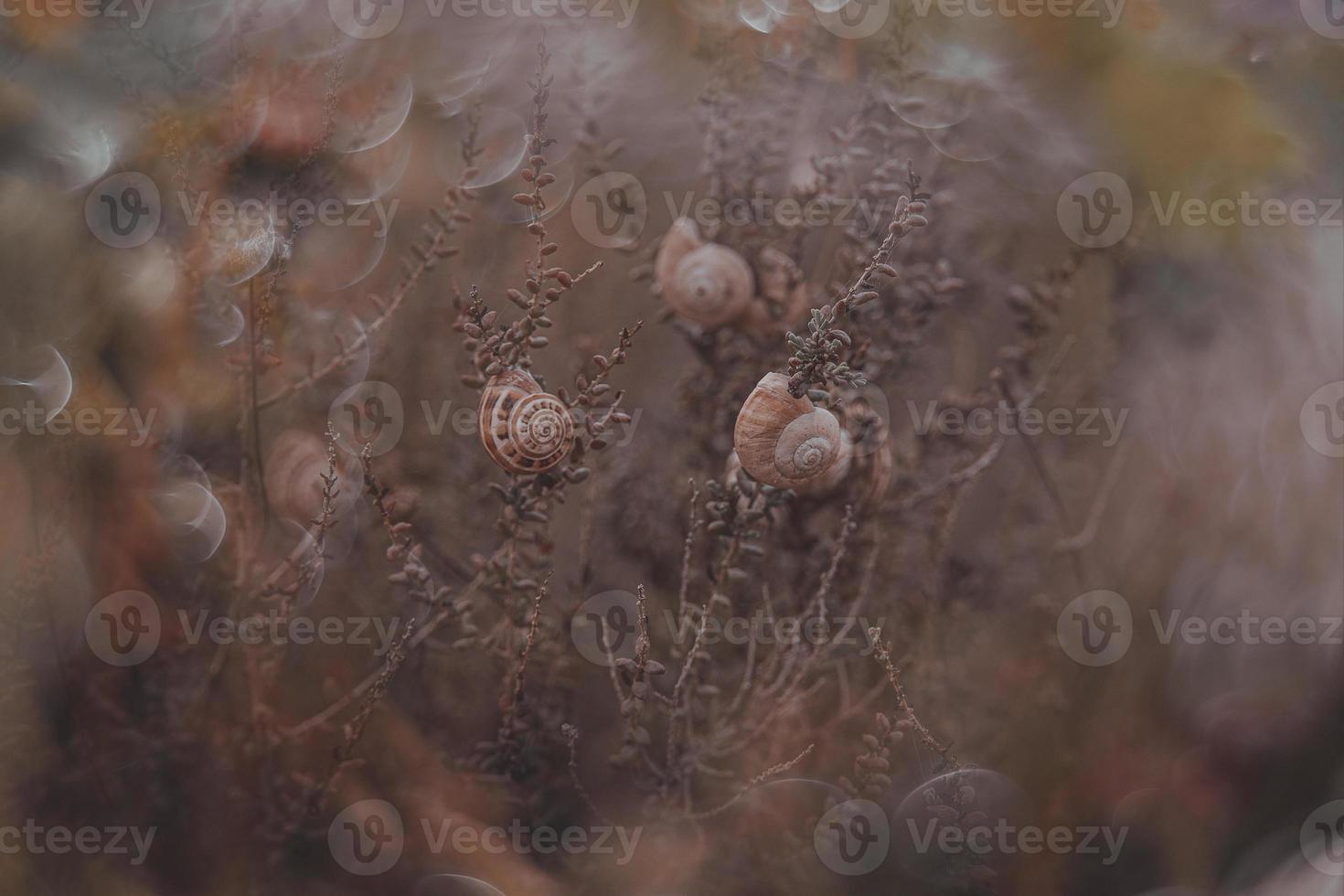 snail on a bush in an autumn day natural minimalist bokeh background photo