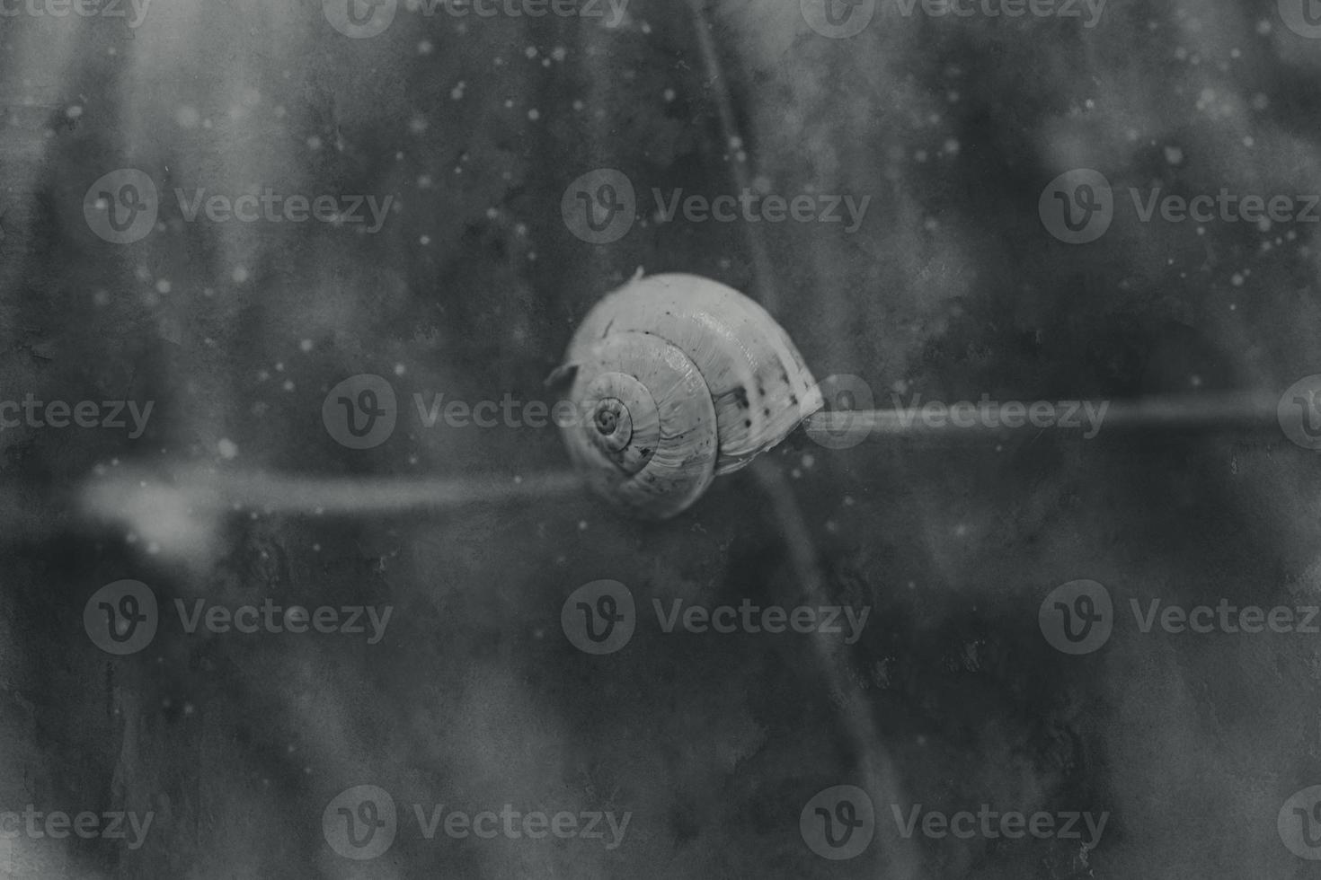 little snail shell in close-up on a brown background photo