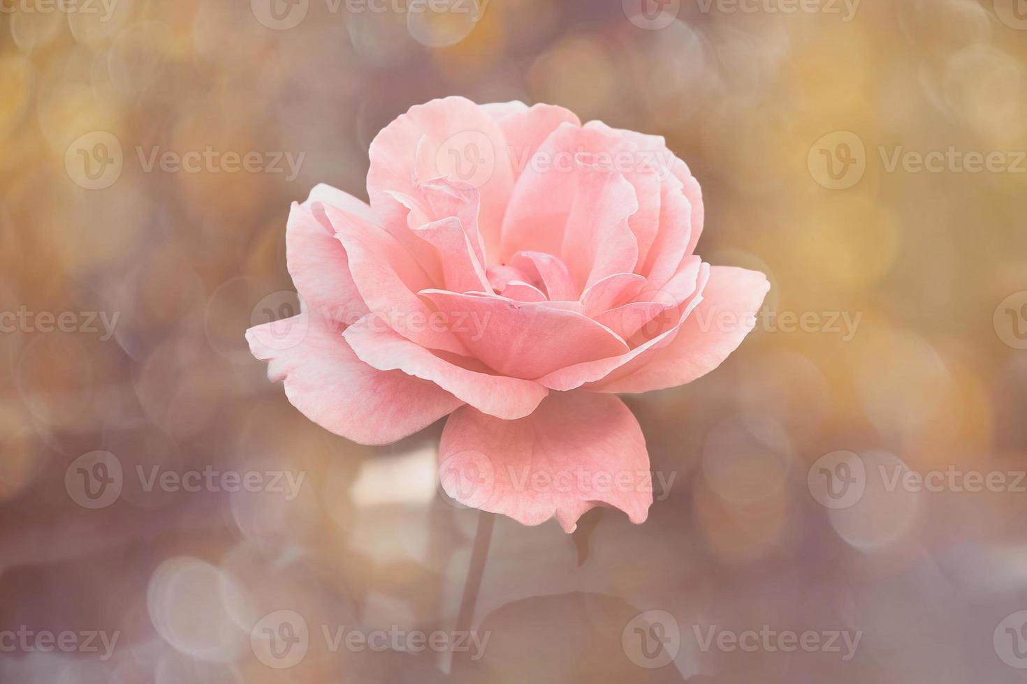 beautiful  rose in warm autumn sun in closeup and bokeh photo